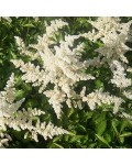Astilbe arendsii Brautschleier